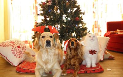 Hunde und Katzen gehören nicht untern Weihnachtsbaum