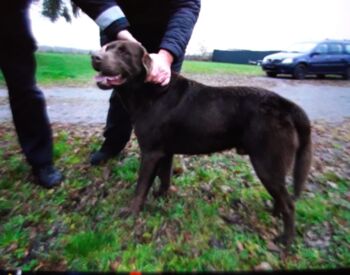 Hund vermisster Angler Demmin