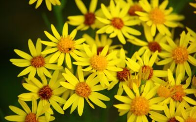 Informationen zum Jakobskreuzkraut