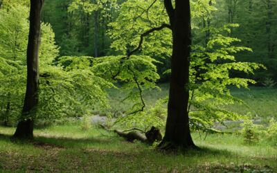 Müritz-Nationalpark Veranstaltungen