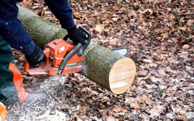 Motorsägenschein Mecklenburg