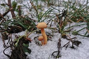 Speisepilze im Januar finden