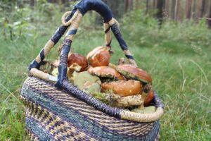 Pilze in Mecklenburg sammeln