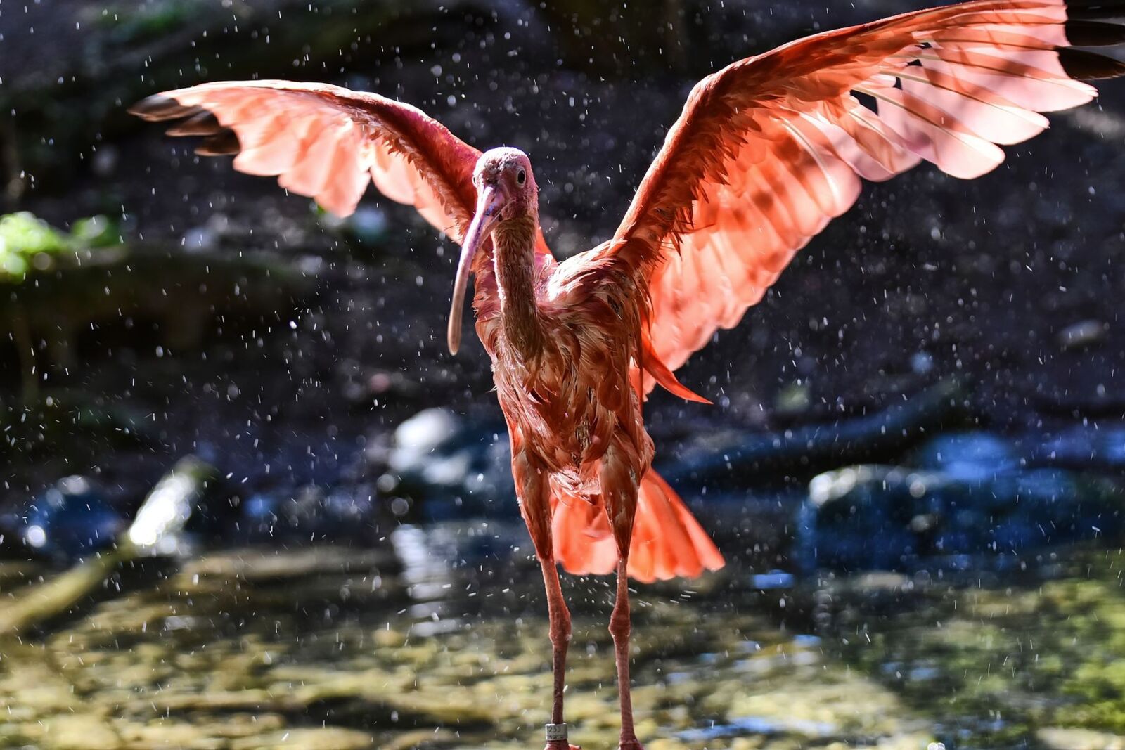 Rostocker Zoo wird barrierefreier