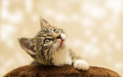 Tierschutz Katzen