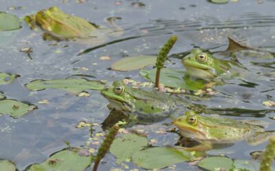 Veranstaltung Mittwochs im Müritzeum