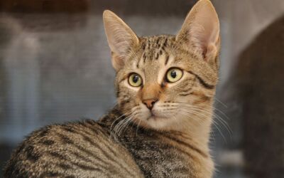 Backhaus kritisiert Verzug beim Tierschutzgesetz