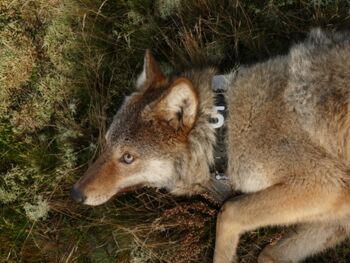 Wolf Mecklenburg-Vorpommern