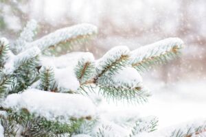 Kein Schnee zu Weihnachten