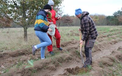 Burg Stargard Bäume pflanzen