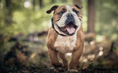 Hund fällt Frau in Waren (Müritz) an