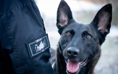 Polizeihund Mecklenburg Drogenspürhund