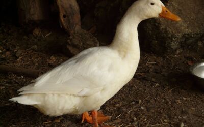 Entendiebstahl Mecklenburgische Seenplatte