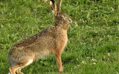 Wie schnell läuft ein Feldhase?
