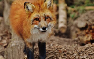 Polizei Röbel/Müritz