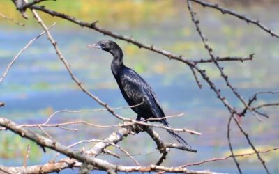 Kormorane Mecklenburg