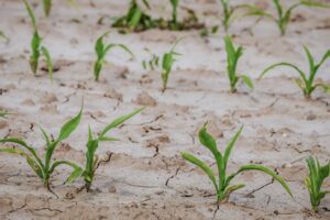 Unterstützung Landwirtschaft Mecklenburg-Vorpommern