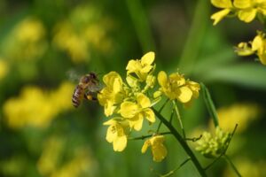 Rapsbienenhonig