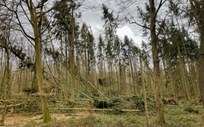 Orkanstürme in Mecklenburg-Vorpommern