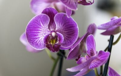 Orchidee Pflege
