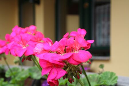 Pensionen Müritz und Fleesensee