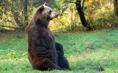 Braunbär Michal Bärenwald Stuer