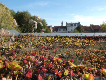 „Lebensraum grünes Dach“ NaturErlebnisZentrum Waren (Müritz)