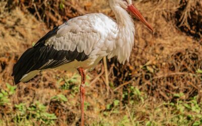 Influenza Virus H5N1 Mecklenburg-Vorpommern