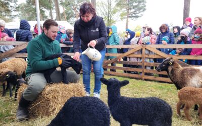 Lämmertaufe zu Ostern Brauch in Mecklenburg