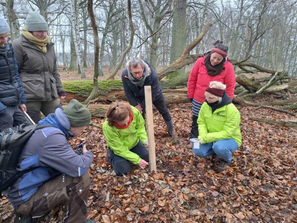 Felis silvestris Mecklenburg-Vorpommern