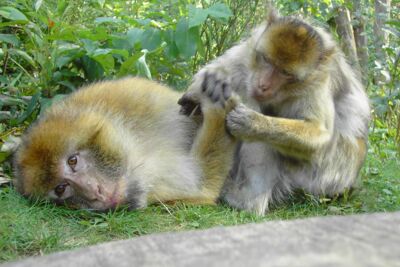 Affenwald in Malchow