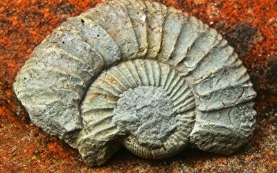 Öffentliche Führung im Müritzeum