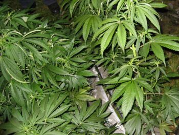 Mutmaßlicher Drogendealer vor Gericht Waren (Müritz)