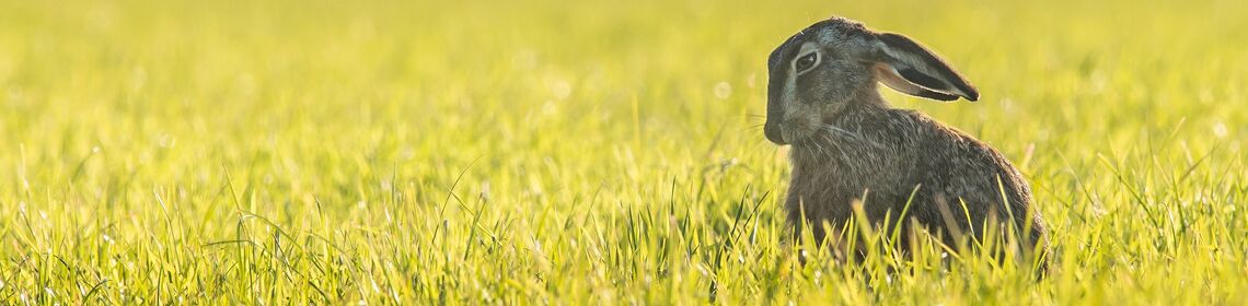 Kaninchen-Schau in Roez