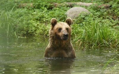 Vier Pforten Stuer Bärenwald Müritz