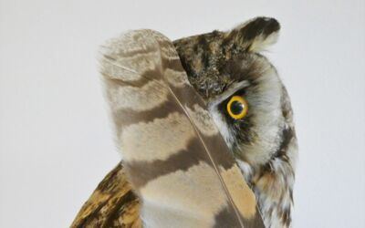 Veranstaltung Waren (Müritz)