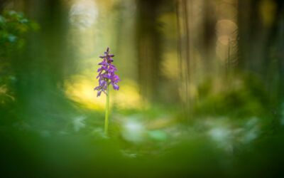 Naturfotos Karsten Mosebach/Glanzlichter 2022