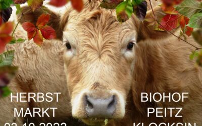 Rinder Biohof Peitz in Klocksin