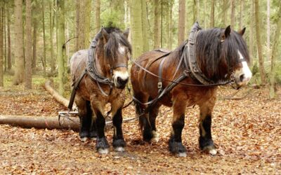 Veranstaltungen Alt Schwerin