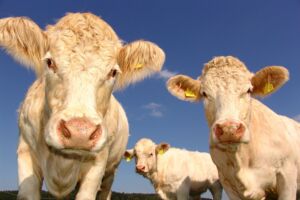 Landwirtschaft Mecklenburg-Vorpommern