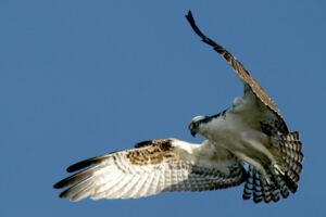 Fischadler im Müritz-Nationalpark