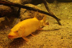 Goldener Hecht Müritzeum