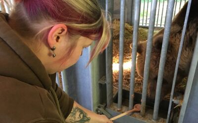 Tierarzt Marc Gölkel versorgt Braunbären Clara