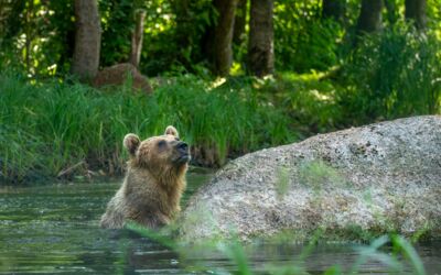 Bärenwald Rocco Bärenwald Stuer