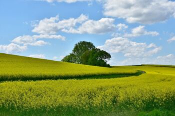 Öko-Wertpapier Mecklenburg-Vorpommern