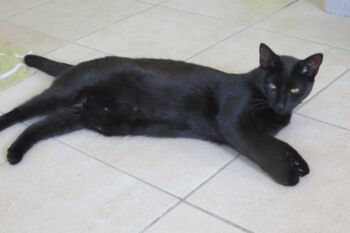 Katzen Tierheim Malchow