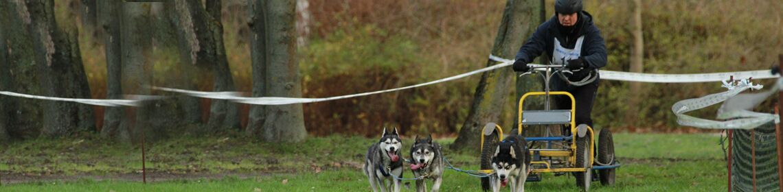 Schlittenhunderennen Huskys in Klink Müritz