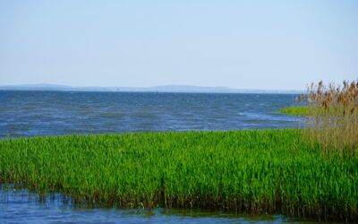 Fischsterben Oder und Peene