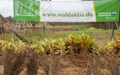 Klimawald „Fleesensee“ WEMAG-Baumpflanzaktion