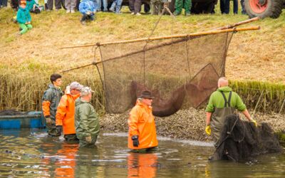 Abfischfest in Boek Müritzfischer